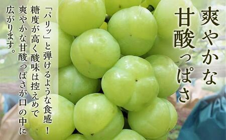 ぶどう 2026年  瀬戸 ジャイアンツ 2房（1房480g以上） ブドウ 葡萄  岡山県産 国産 フルーツ 果物 ギフト