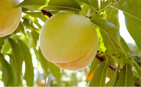 桃 2026年 白桃 6玉(1玉250g以上) 等級: ロイヤル 化粧箱入り もも モモ 岡山県産 国産 フルーツ 果物 ギフト