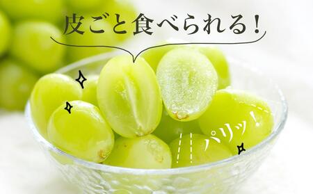 シャインマスカット 晴王 2房(1房 600g以上)化粧箱入り | シャインマスカット