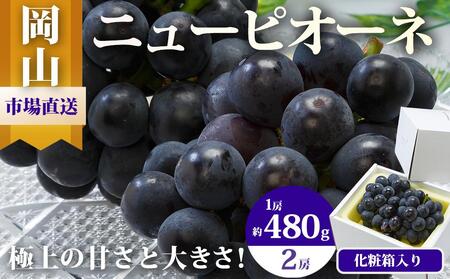 ニュー ピオーネ 2房（1房480g以上）約1kg 化粧箱入り ｜ ピオーネ