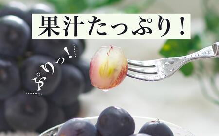 ニュー ピオーネ 2房（1房480g以上）約1kg 化粧箱入り ｜ ピオーネ