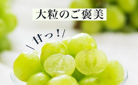ぶどう 2026年  桃太郎 ぶどう 1房（700g以上）化粧箱入り ブドウ 葡萄  岡山県産 国産 フルーツ 果物 ギフト