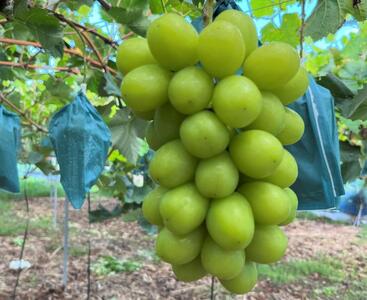 ご家庭用 シャインマスカット 2kg 3～4房 2024年9月中旬以降発送 フルーツ ぶどう 葡萄 ひらた農園