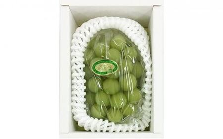 2026年　シャインマスカット 1房 約500g ｜  シャインマスカット