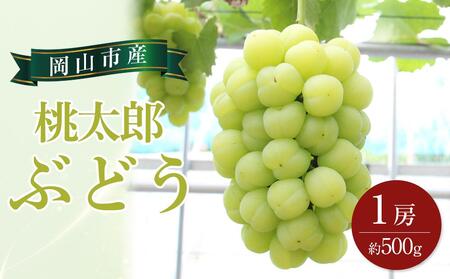 ぶどう 2024年 先行予約 桃太郎 ぶどう 1房 約500g ブドウ 葡萄  岡山市産 国産 フルーツ 果物 ギフト[No.5220-0385]