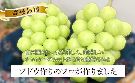 ぶどう  家庭用 2026年 糖度18度以上 岡山県産 シャインマスカット 600g以上 2房 1.2kg以上 訳あり＜9月以降発送＞ ｜ シャインマスカット
