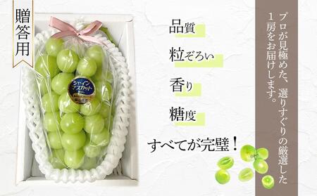 ぶどう 2026年　岡山県産 高級 シャインマスカット 700g以上 1房 贈答品＜9月以降発送＞｜  シャインマスカット