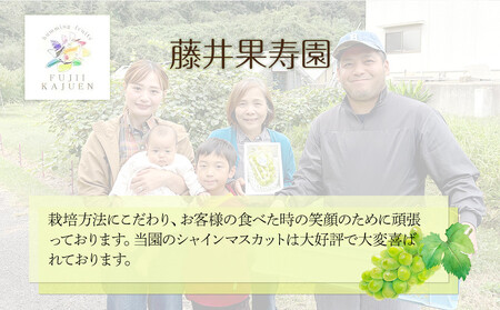 ぶどう 2026年 家庭用　岡山県産 訳あり シャインマスカット 1kg以上 摘み落とし＜9月以降発送＞｜  シャインマスカット