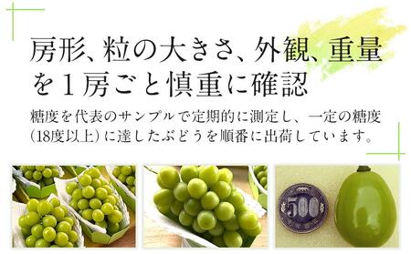 岡山県産 ぶどう 大粒 シャインマスカット 1房（700g～800g前後）農園直送 朝採れ