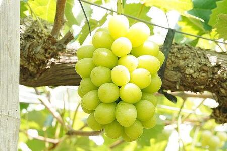 シャインマスカット 2房 合計1.1kg以上 | シャインマスカット