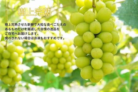 シャインマスカット 2房 合計1.1kg以上 | シャインマスカット