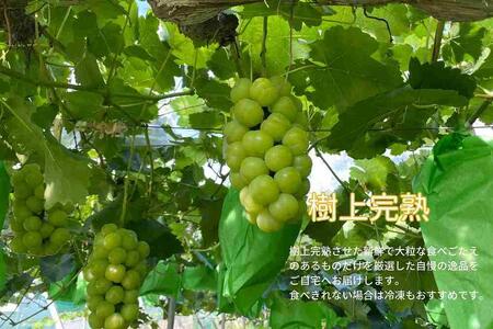 厳選 瀬戸ジャイアンツ 2房 合計1.1kg以上  ｜ ぶどう