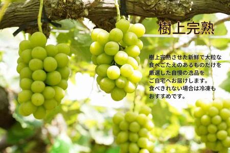 シャインマスカット・瀬戸ジャイアンツ 2房 合計1.1kg以上 詰合せ ｜ シャインマスカット