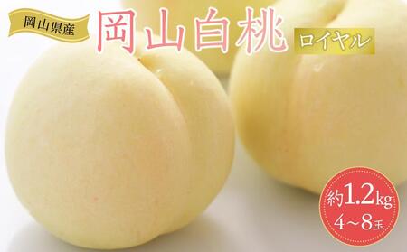 2026年 先行予約 岡山県産   白 桃   ロイヤル 約1.2kg（4～8玉）｜ 桃