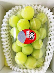 ぶどう 2026年 岡山県産 桃太郎ぶどう1房(700g以上) 化粧箱入り