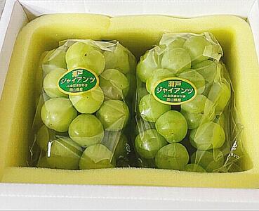 ぶどう 2026年 岡山県産 瀬戸ジャイアンツ2房(1房480g以上) 化粧箱入り