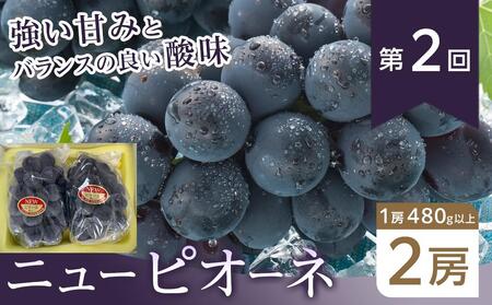 ぶどう 2026年【全3回コース】晴れの国岡山 ぶどうの定期便