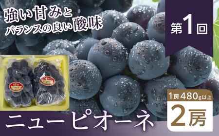 フルーツ 2026年【全4回コース】晴れの国岡山 フルーツ定期便