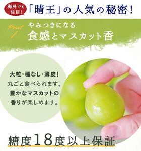 シャインマスカット 『晴王』1房(800g以上) 化粧箱入り｜  シャインマスカット 2026年