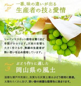 シャインマスカット 『晴王』1房(800g以上) 化粧箱入り｜  シャインマスカット 2026年