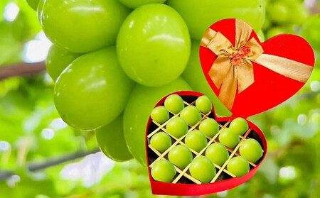 ぶどう2026年 岡山県産シャインJewelry box赤ゴールドリボン化粧箱入り18粒贈答用