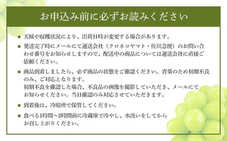 【2025年9月以降発送】岡山県産 シャインマスカット 晴王 2房 約1.2kg  種無し 皮ごと食べる 旬の美味しさ　フレッシュ 先行予約　ハレノフルーツ