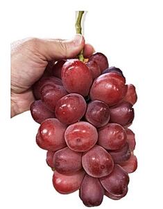 2026年秋発送 岡山県産 紫苑 1房 700g以上 化粧箱入り