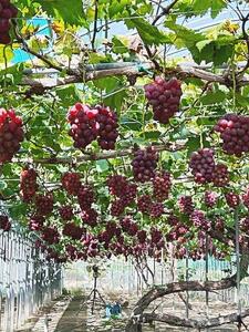 2026年秋発送 岡山県産 紫苑 1房 700g以上 化粧箱入り