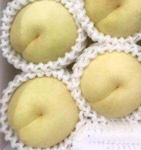 岡山県産 冬桃がたり ３個入り（約600ｇ）