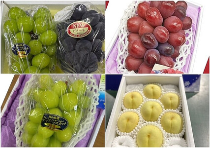 フルーツ  2026年 岡山県産 定期便 4回コース（シャインマスカット・ニューピオーネ・岡山冬桃がたり等）