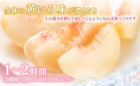 桃 2026年  岡山県産 贈答用 白桃 1.5kg以上（4～6玉） 品種おまかせ＜6月下旬以降発送＞