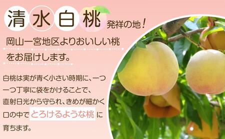 岡山市産 白桃 ご家庭用 約1.5kg 5~6玉 <2026年7月上旬~8月下旬頃出荷>
