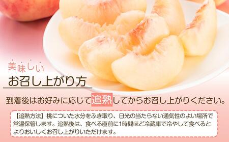 岡山市産 白桃 ご家庭用 約1.5kg 5~6玉 <2026年7月上旬~8月下旬頃出荷>