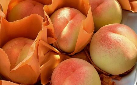 岡山市産 白桃 ご家庭用 約1.5kg 5~6玉 <2026年7月上旬~8月下旬頃出荷>