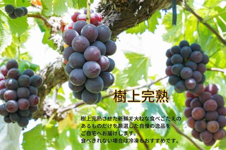 厳選 ニューピオーネ 2房 合計1.0kg以上 産地直送 朝採れ ぶどう 葡萄 Kawahara Green Farm 岡山県産 2026年