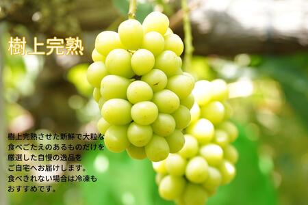 厳選 シャインマスカット・ニューピオーネ 2房 合計1.0kg以上 詰合せ 産地直送 朝採れ ぶどう 葡萄 Kawahara Green Farm 岡山県産 2026年