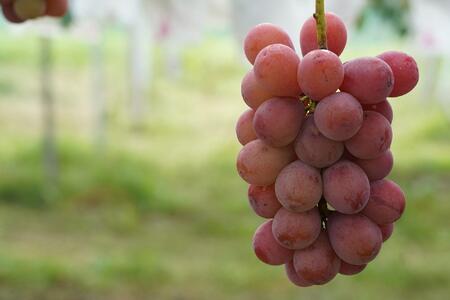 厳選 クイーンニーナ 1.0kg以上 2房 産地直送 朝採れ ぶどう 葡萄 KAWAHARA Green Farm 岡山県産 2026年