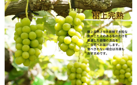 厳選 シャインマスカット・瀬戸ジャイアンツ 2~3房 合計1.7kg以上 詰合せ 産地直送 朝採れ ぶどう 葡萄 Kawahara Green Farm 岡山県産 2026年