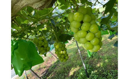 厳選 シャインマスカット・瀬戸ジャイアンツ 2~3房 合計1.7kg以上 詰合せ 産地直送 朝採れ ぶどう 葡萄 Kawahara Green Farm 岡山県産 2026年