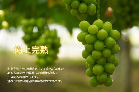 家庭用 シャインマスカット 2～3房 合計1.6kg以上 産地直送 朝採れ ぶどう 葡萄 シャイン マスカット 岡山 Kawahara Green Farm　岡山県産 2026年