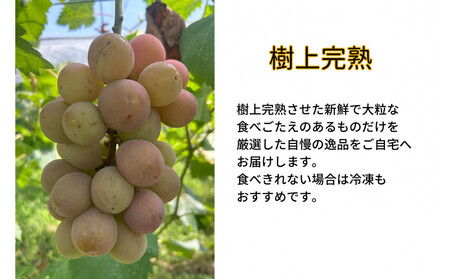 家庭用 クイーンニーナ　2～3房 合計1.1kg以上 産地直送 朝採れ ぶどう 葡萄 岡山 Kawahara Green Farm　岡山県産 2026年