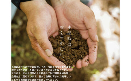 家庭用 クイーンニーナ　2～3房 合計1.1kg以上 産地直送 朝採れ ぶどう 葡萄 岡山 Kawahara Green Farm　岡山県産 2026年