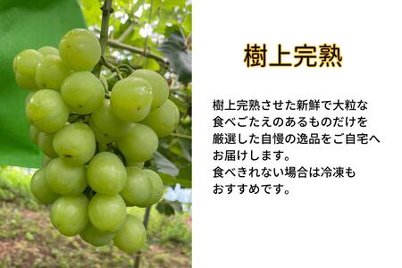 家庭用 瀬戸ジャイアンツ　2房 合計1.0kg以上 産地直送 朝採れ ぶどう 葡萄 岡山 Kawahara Green Farm　岡山県産 2026年
