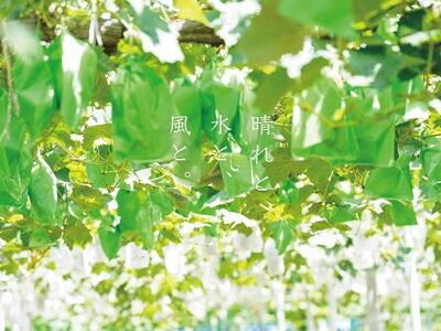 家庭用 瀬戸ジャイアンツ　2房 合計1.0kg以上 産地直送 朝採れ ぶどう 葡萄 岡山 Kawahara Green Farm　岡山県産 2026年