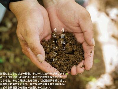 家庭用 ニューピオーネ　2～3房 合計1.4kg以上 産地直送 朝採れ ぶどう 葡萄 岡山 Kawahara Green Farm　岡山県産 2026年