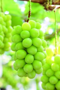 岡山県産シャインマスカット（ご家庭用）約1.2kg (２～３房）【2026年発送】