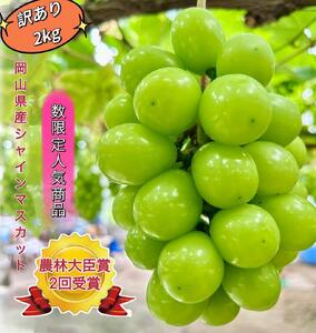 ぶどう 2026年  シャインマスカット 家庭用 約2kg | 岡山 国産 果物 訳あり フルーツ シャイン マスカット2026年7月中旬から発送