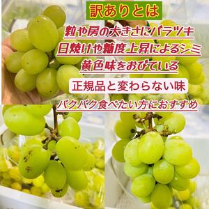 ぶどう 2026年  シャインマスカット 家庭用 約2kg | 岡山 国産 果物 訳あり フルーツ シャイン マスカット2026年7月中旬から発送