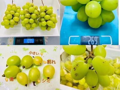 ぶどう 2026年  シャインマスカット 家庭用 約2kg | 岡山 国産 果物 訳あり フルーツ シャイン マスカット2026年7月中旬から発送