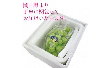 [HS]9月・10月発送 シャインマスカット 晴王 1房 約700g ｜  シャインマスカット